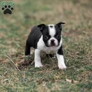 Pansy, Boston Terrier Puppy